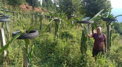 ड्रागन फ्रुट