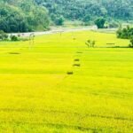 धान उत्पादन
