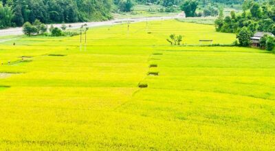 धान उत्पादन