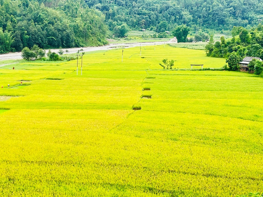 धान उत्पादन
