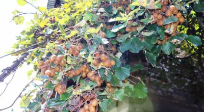 किबीखेती