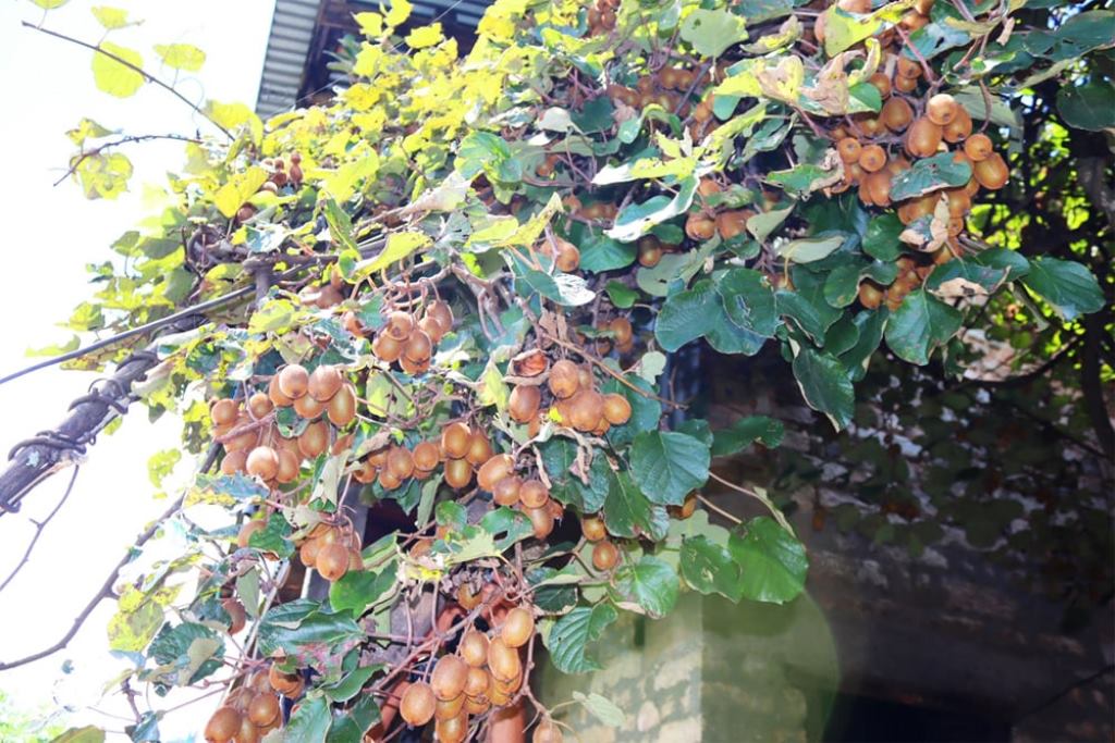 किबीखेती