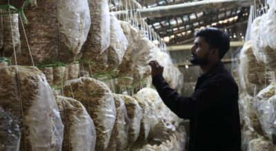 च्याउखेती