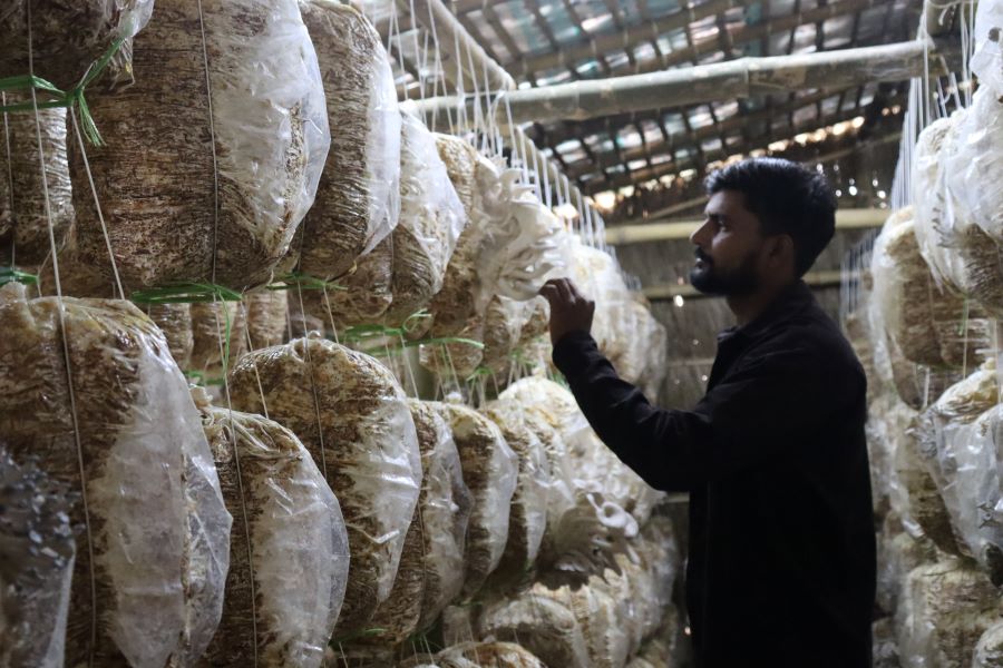 च्याउखेती