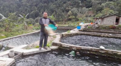 रेन्बो ट्राउट माछा