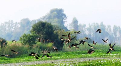 साइबेरियाका चरा