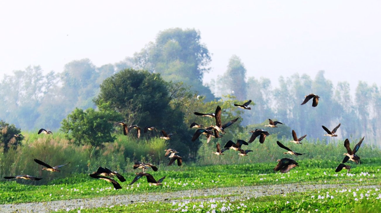 साइबेरियाका चरा