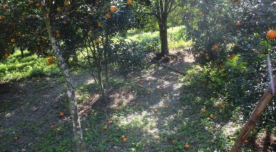 बोटबाटै सुन्तला