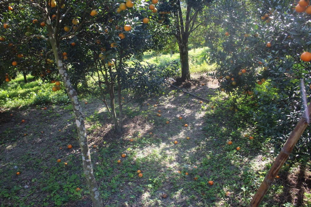 बोटबाटै सुन्तला