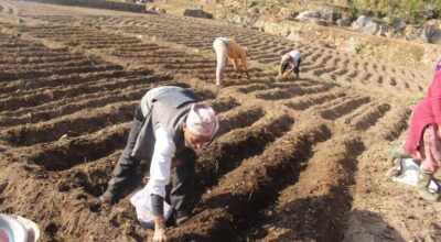 आलुको व्यावसायिक खेती