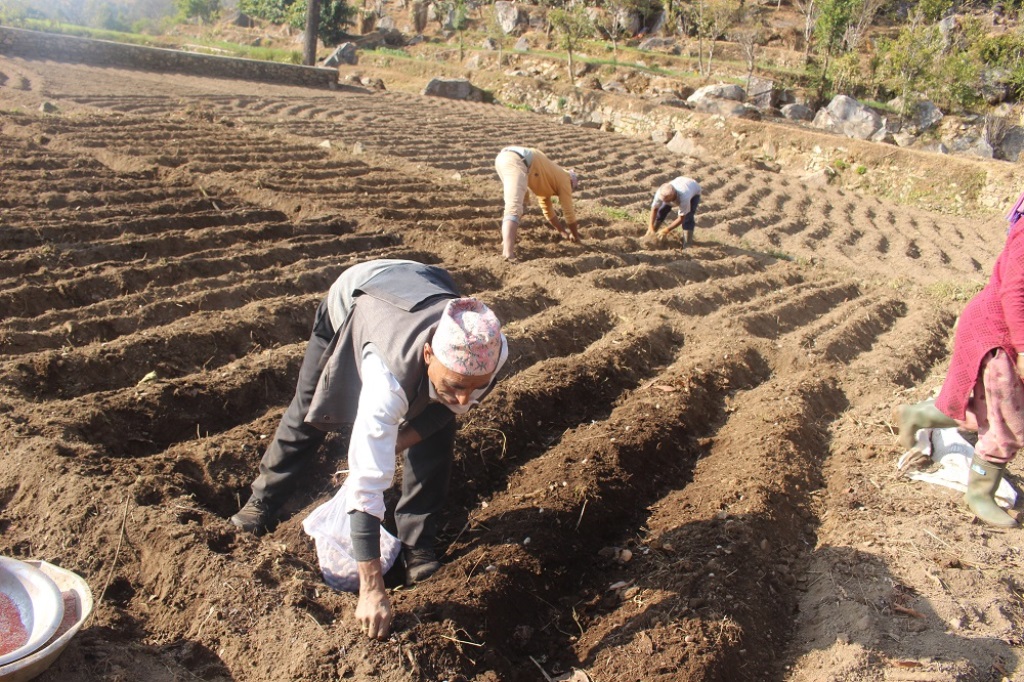 आलुको व्यावसायिक खेती
