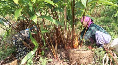 अलैँचीको मूल्य