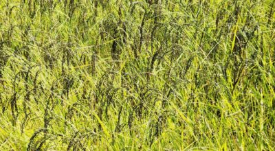 ‘गुणे’ धान