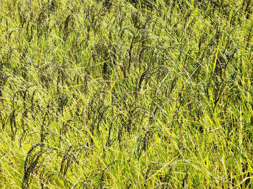 ‘गुणे’ धान