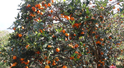 जुनार उत्पादन