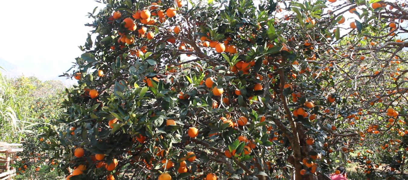 जुनार उत्पादन