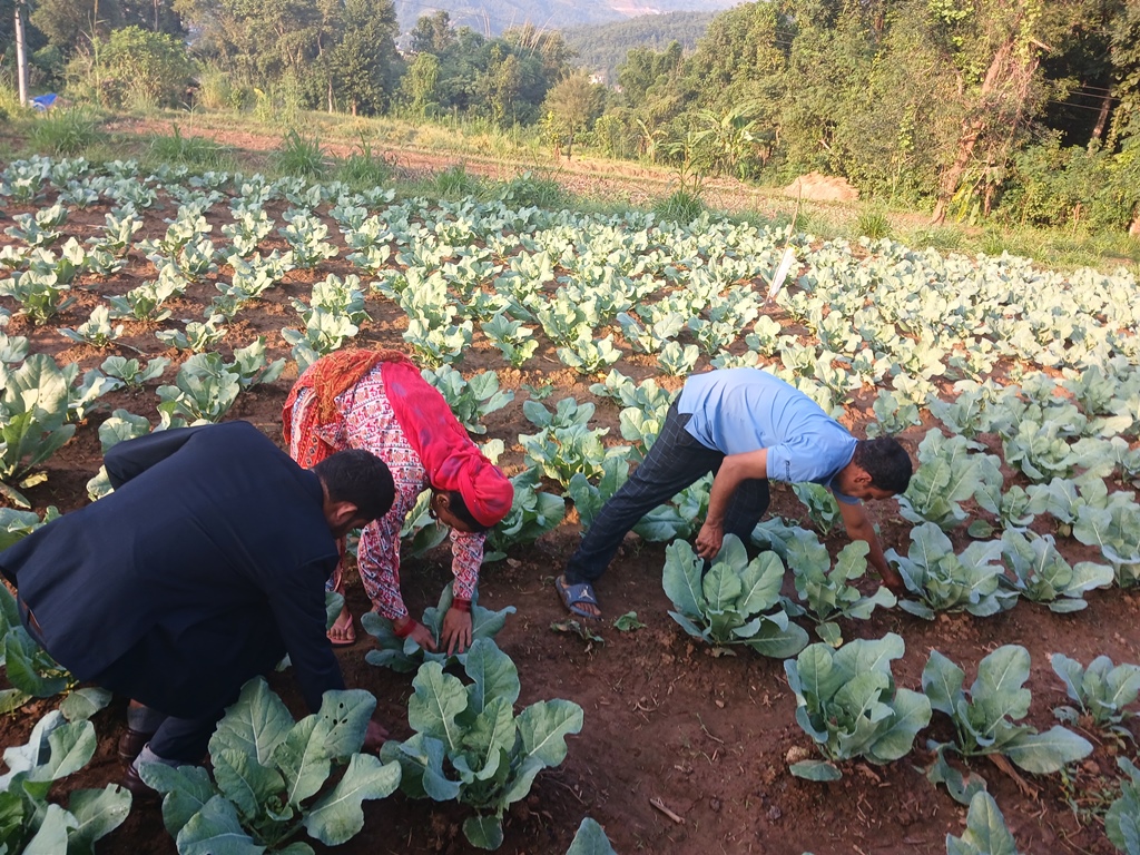 झुसिल्किराको प्रकोप