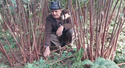 अलैँची उत्पादन