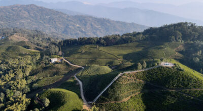 इलामको पानीटार चिया बगान