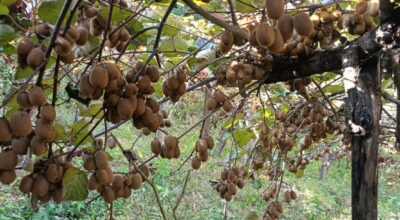 किबी खेती