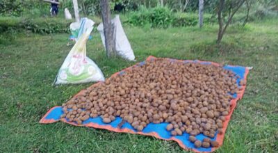 किबीखेती