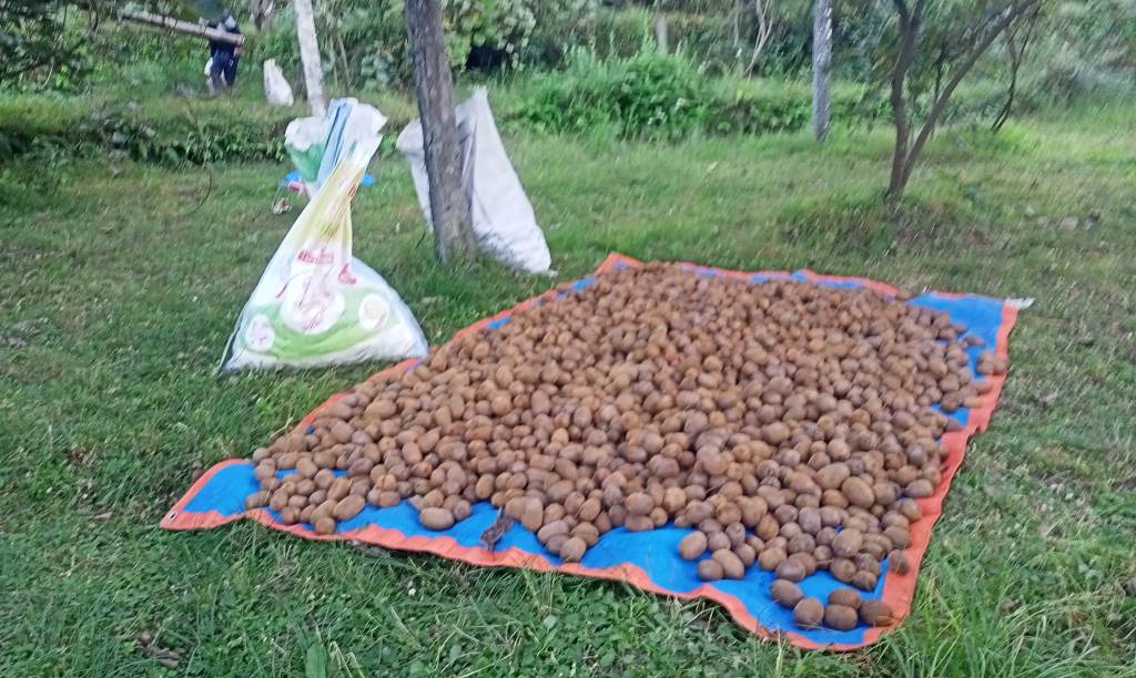 किबीखेती