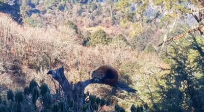 रेडपाण्डा