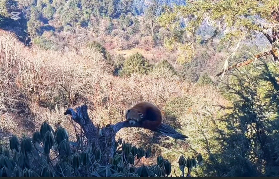 रेडपाण्डा