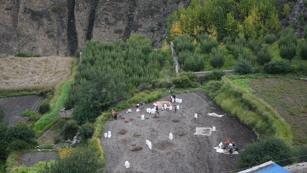 आलु ‘जोन’