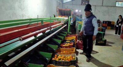 सुन्तला ग्रेडिङ