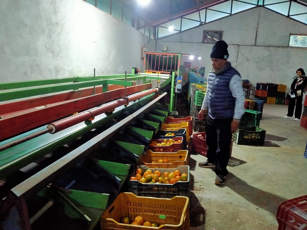 सुन्तला ग्रेडिङ