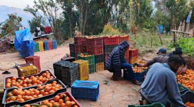 देउपुरका सुन्तला