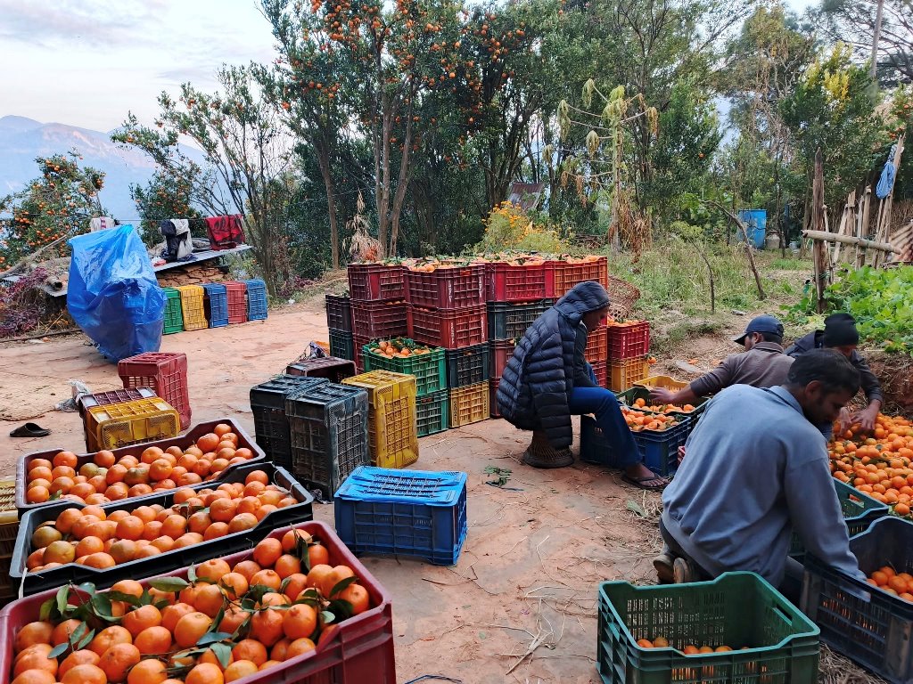 देउपुरका सुन्तला