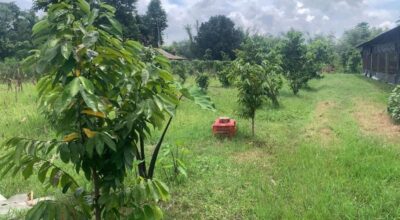 सावरसुपखेती