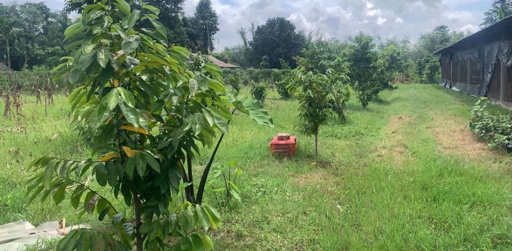 सावरसुपखेती