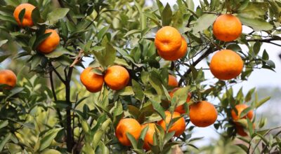 सुन्तला कारोबार