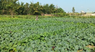 तरकारी बिक्री