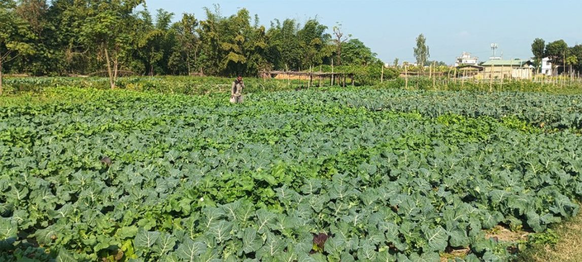 तरकारी बिक्री