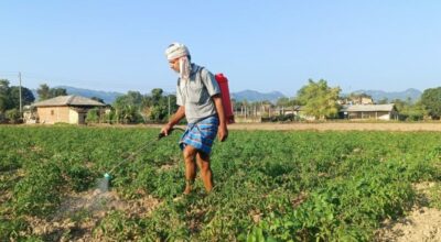 टमाटर खेती