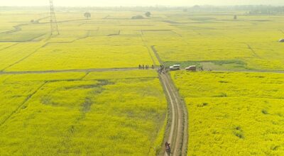 तोरीखेती