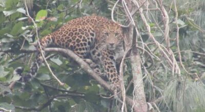 चितुवाको त्रास