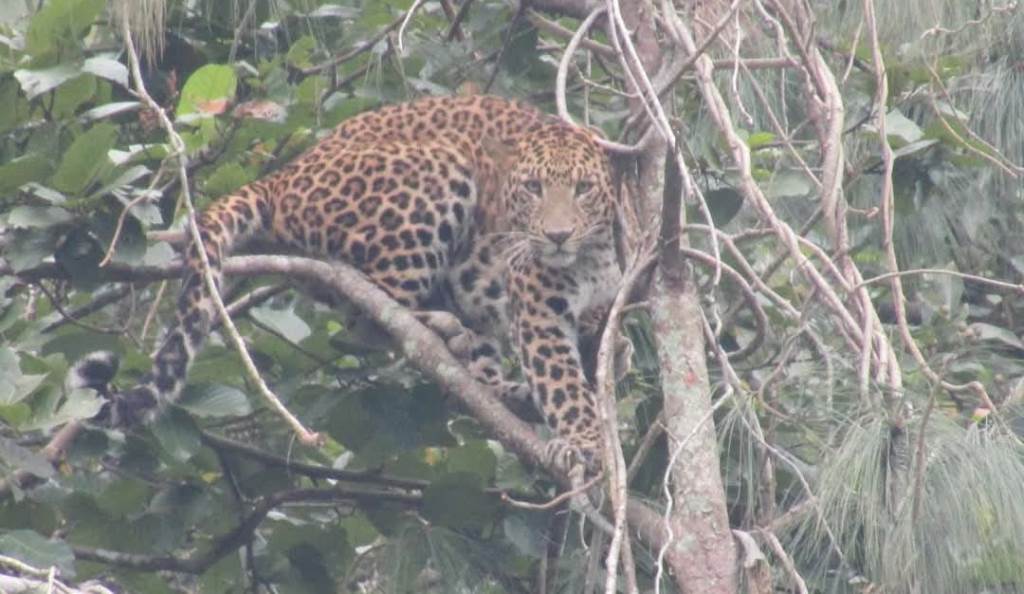 चितुवाको त्रास