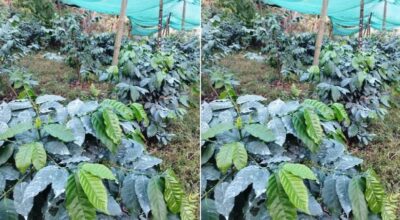 कफीखेती