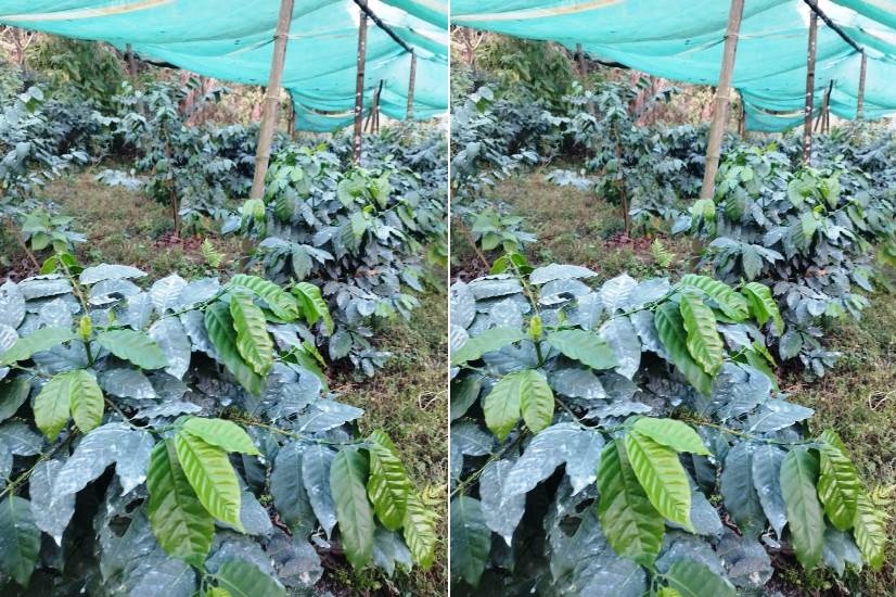 कफीखेती