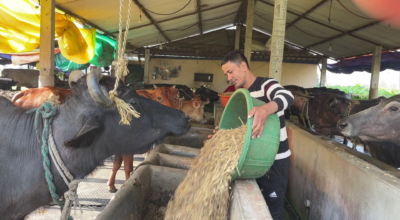 दूध बेचेरै