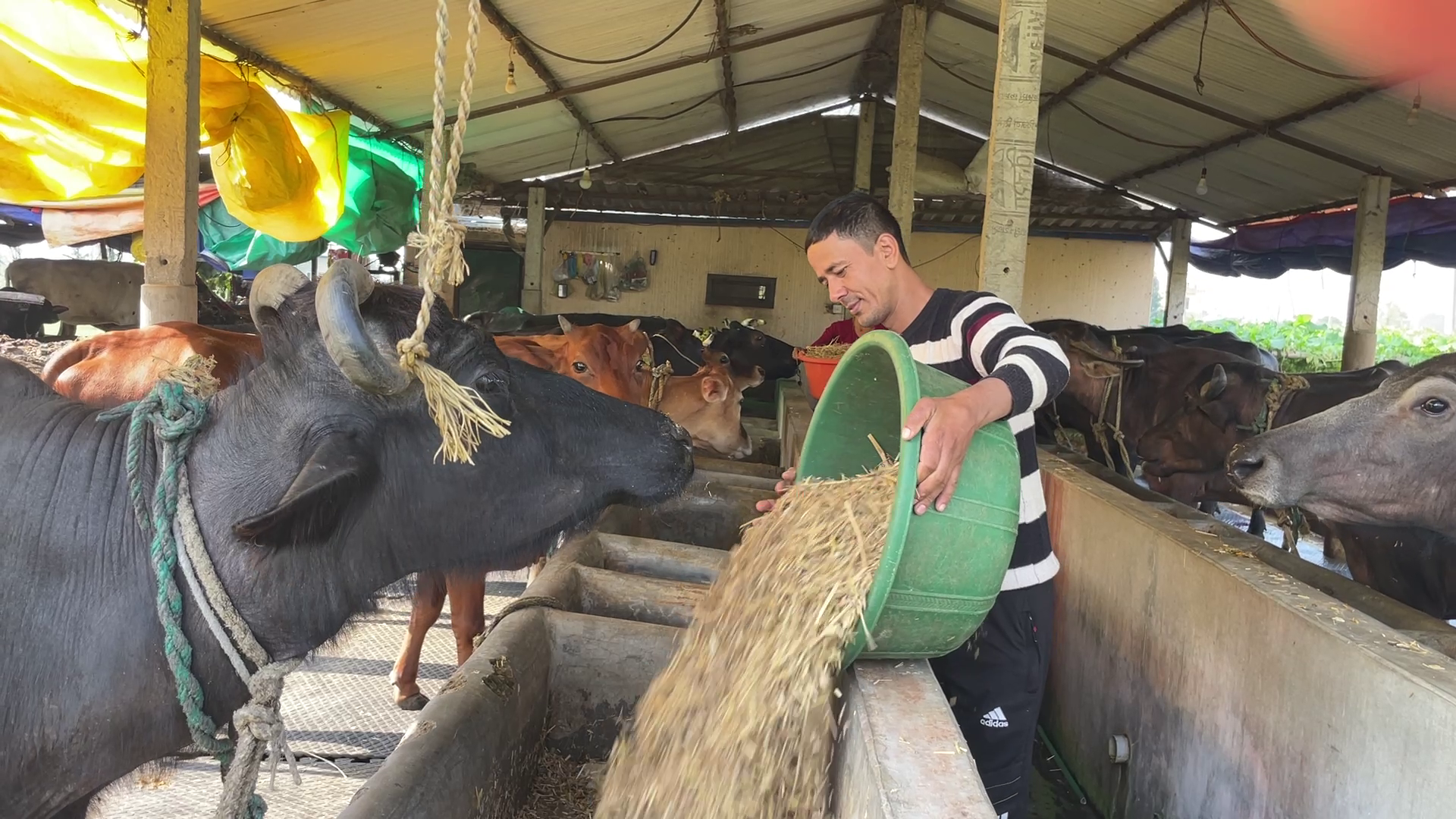 दूध बेचेरै