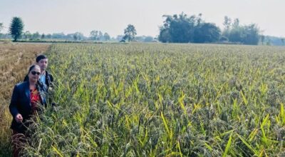 नुनिया धानको पकेट क्षेत्र