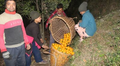 म्याग्दीमा बगैचाबाटै सुन्तला बिक्री