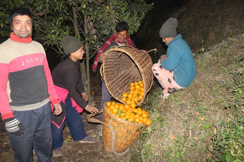 म्याग्दीमा बगैचाबाटै सुन्तला बिक्री