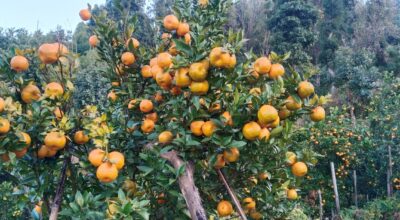 रामेछापको सुन्तला